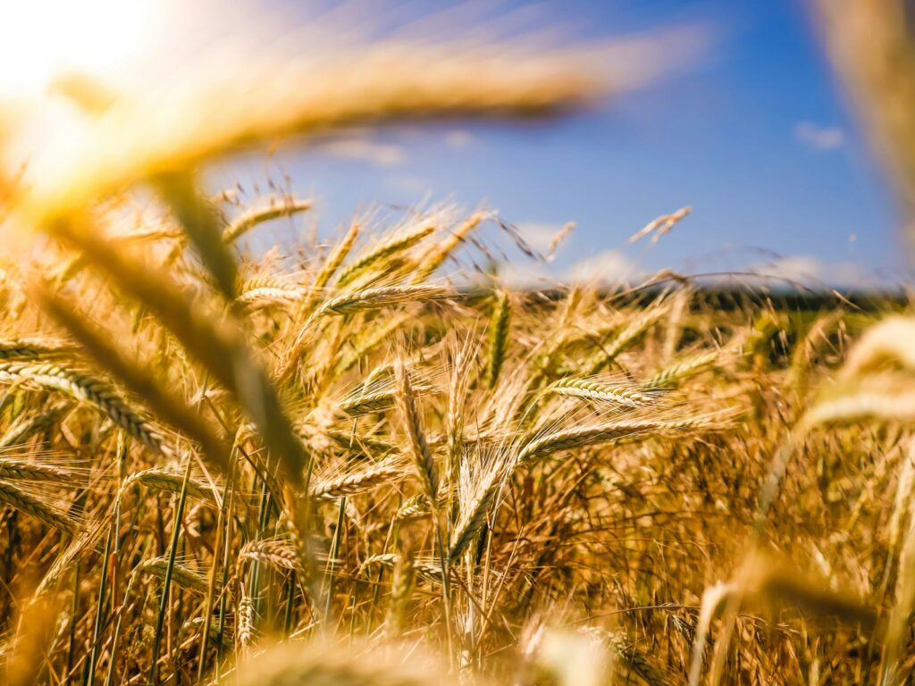 Focus On Abundance Golden Wheat Field